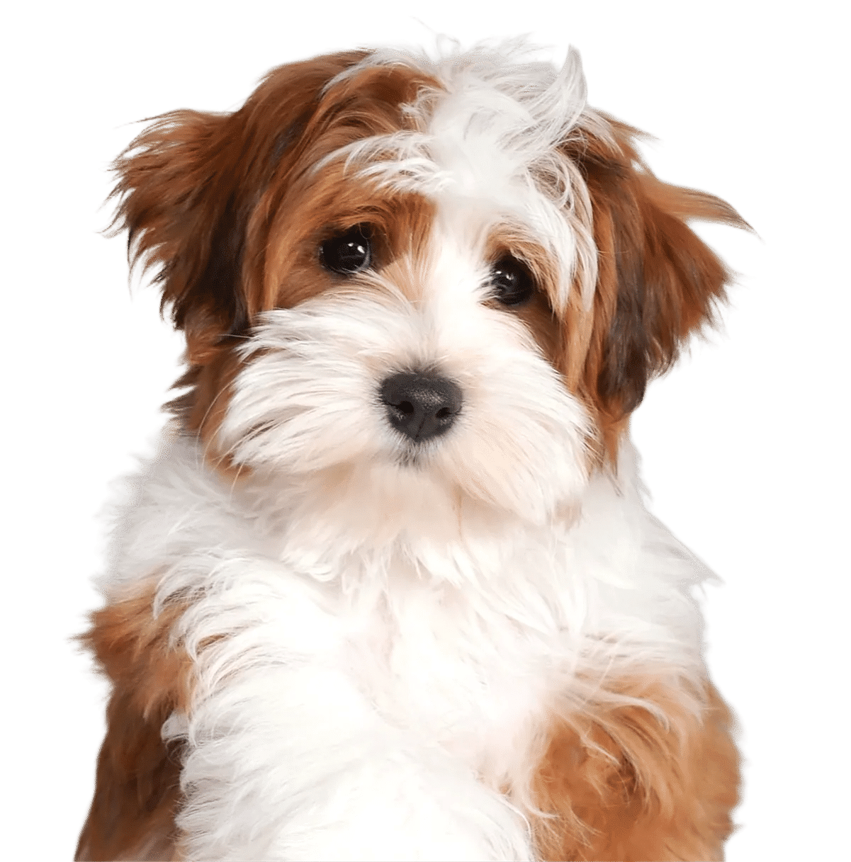 Havapoo puppy with a red and white coat