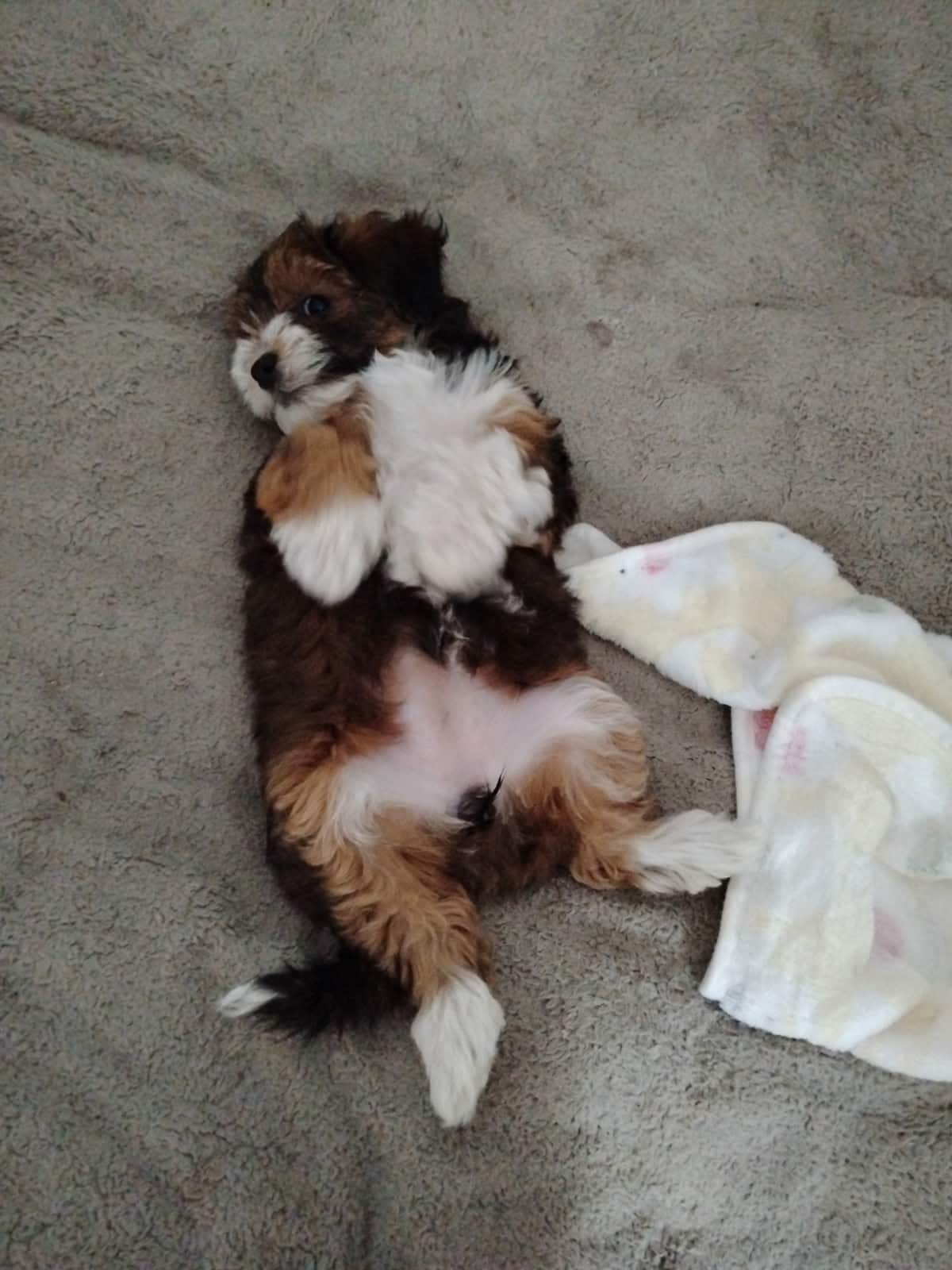 Cavapoo puppy temperament and family-fit observation Cavapoo puppy being observed for temperament and family fit during Sage Puppies matchmaking