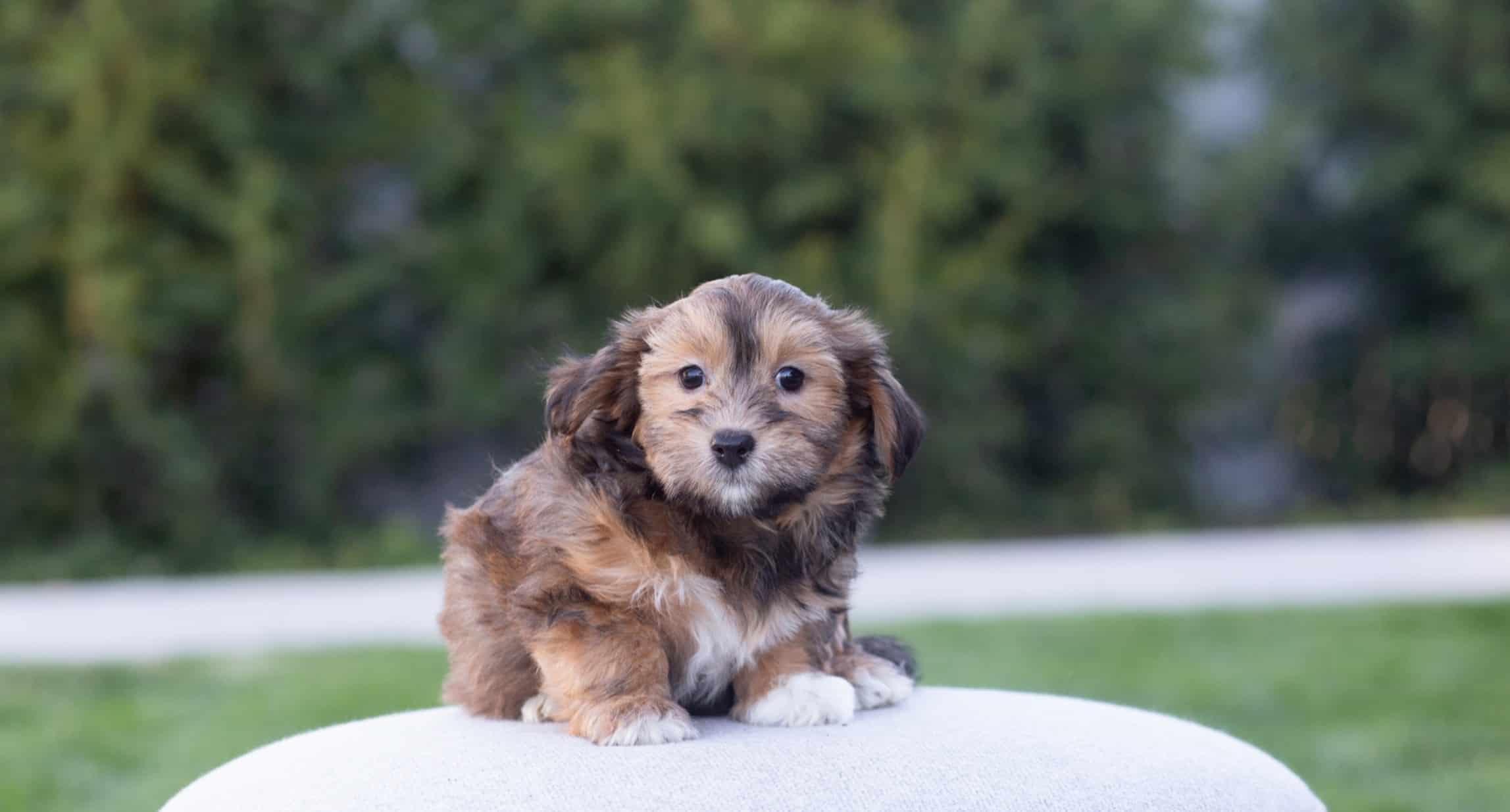 Cavapoo puppy from the Sage Puppies program Cavapoo puppy sitting outdoors as part of the Sage Puppies small companion puppy program