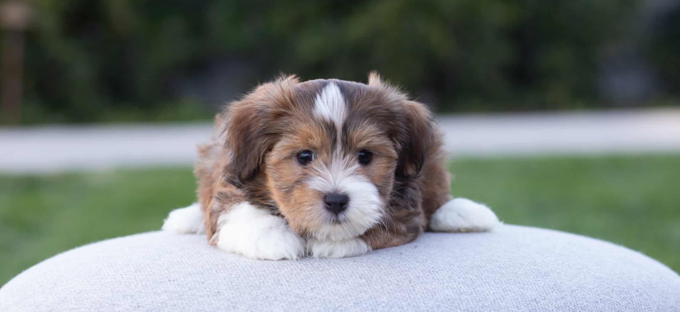 Small Cavapoo puppy resting outdoors Small Cavapoo puppy resting on a light outdoor cushion