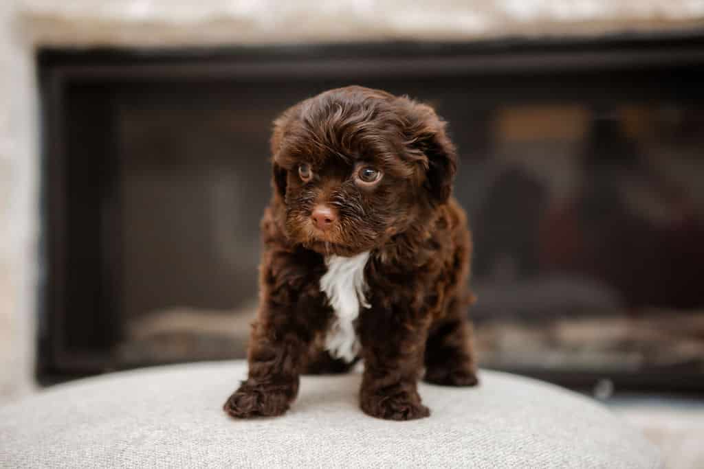 Chocolate Cavapoo puppy standing on a cream ottoman during a Sage Puppies photo session