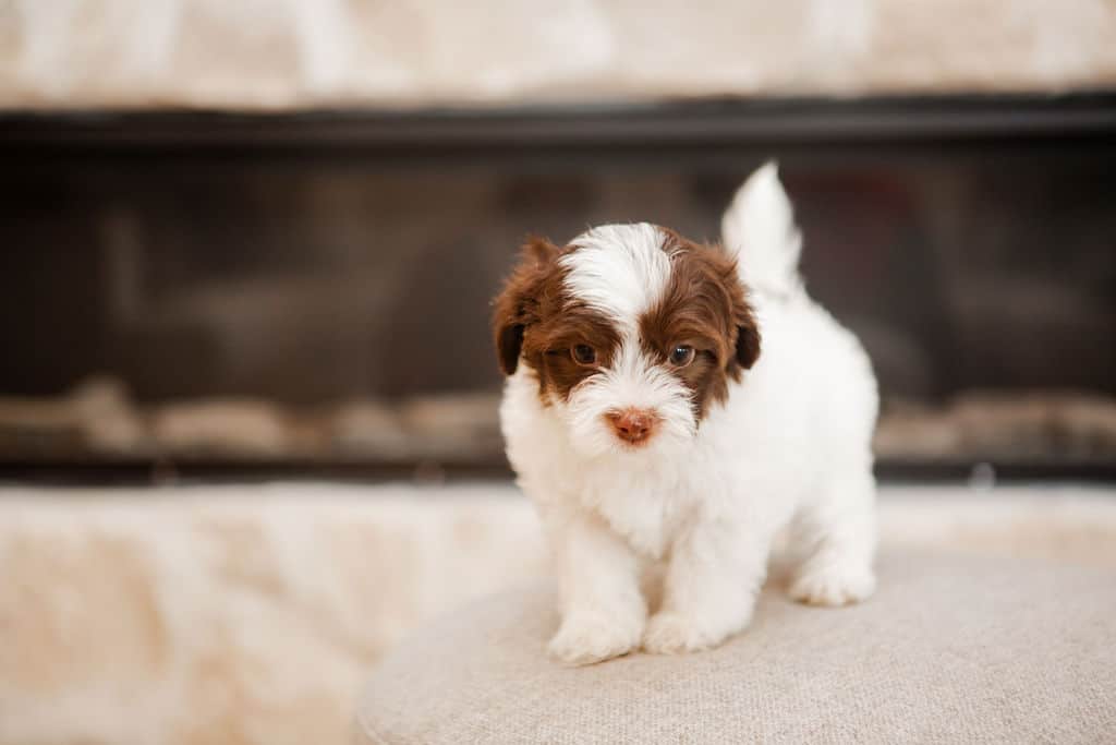 Red and white puppy standing on a cream ottoman in front of a fireplace