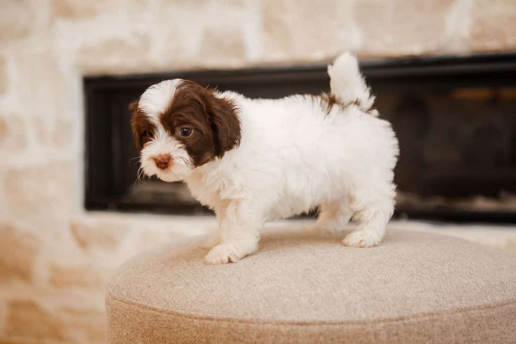 White and chocolate Cavapoo puppy standing on a cream ottoman for breed fit guidance
