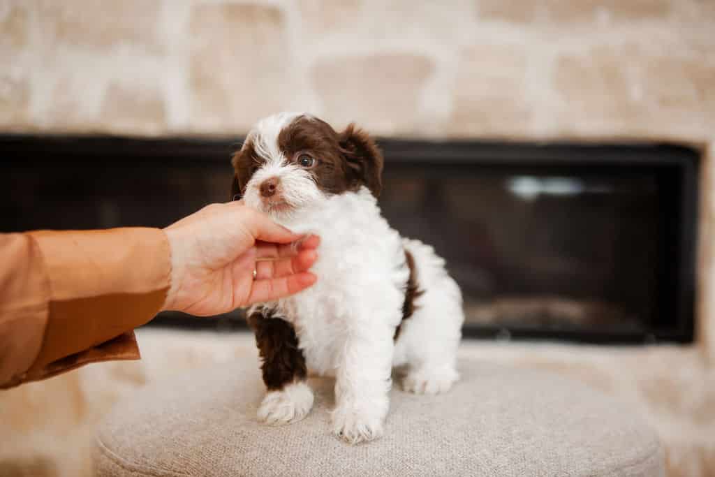 Brown and white puppy sitting on a light ottoman while being gently supported by a hand