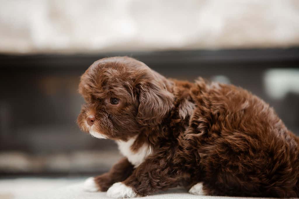 Chocolate Cavapoo puppy with white markings resting calmly during a temperament match photo