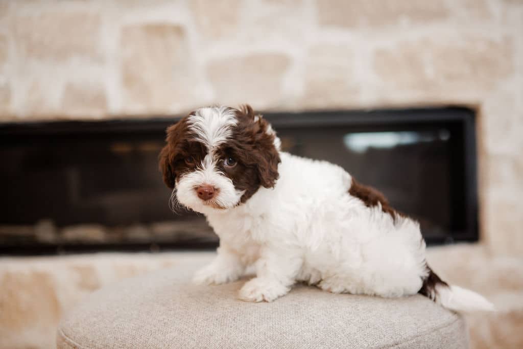 Brown and white puppy sitting on a light ottoman in front of a fireplace