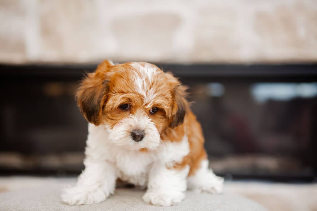 Red and white small puppy sitting on a cream rug in front of a stone fireplace