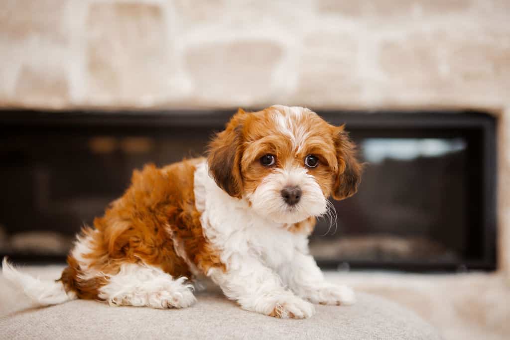 Red and white small puppy resting on a light ottoman in front of a fireplace