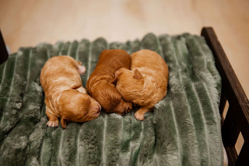 Newborn Cavapoo puppies resting on a sage green blanket during early care