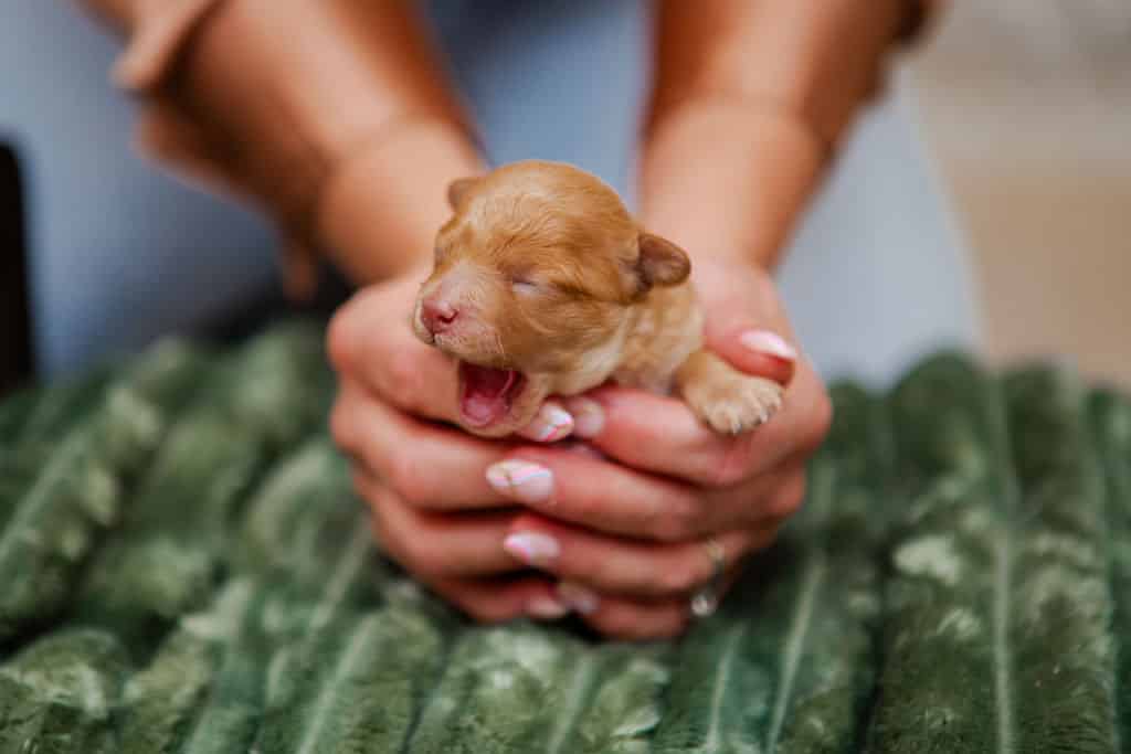 Newborn Cavapoo puppy being gently held in two hands on a sage green blanket