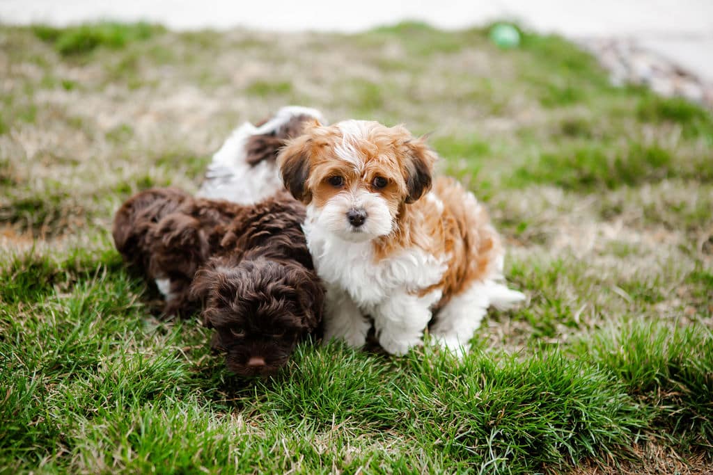 Cavapoo puppies playing in grass Cavapoo puppies resting together in the grass before joining their families