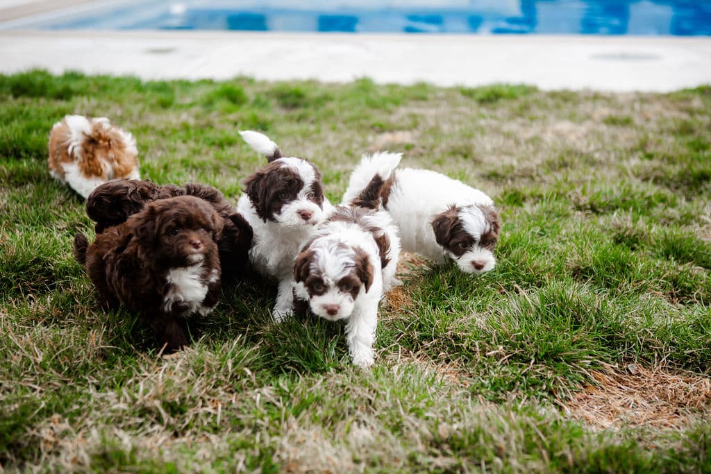 Cavapoo litter exploring outdoors Cavapoo puppies exploring outdoors together on grass