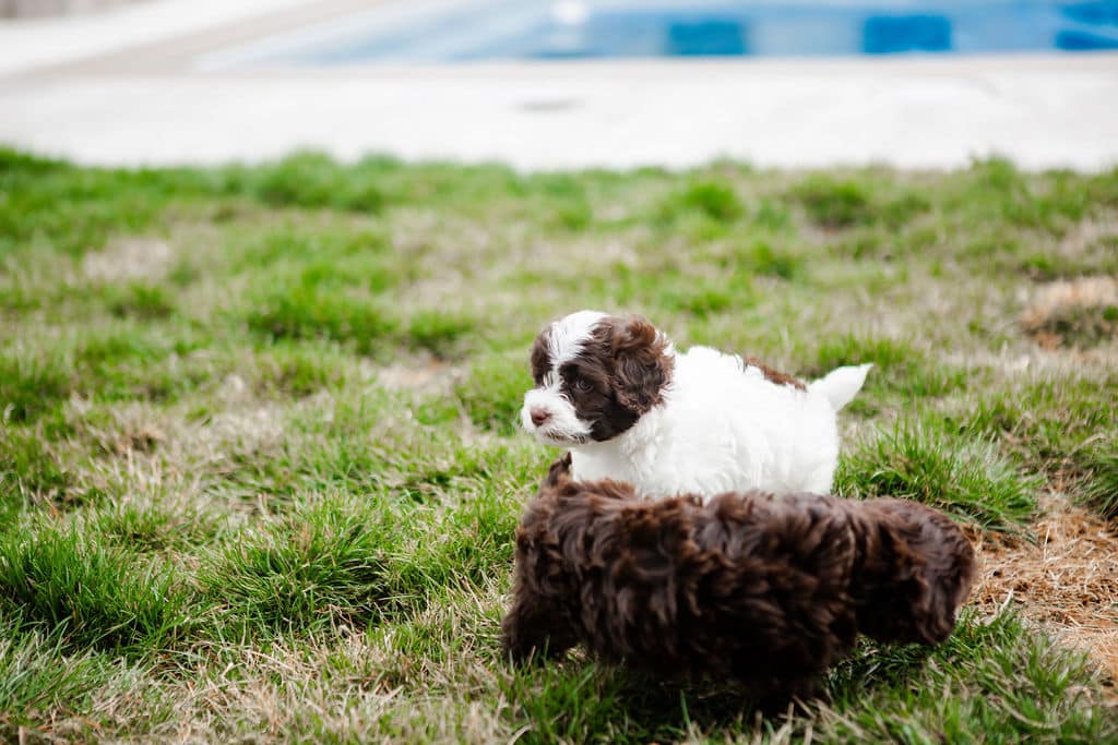 Cavapoo puppies during a safe outdoor potty break Cavapoo puppies exploring grass during a safe potty break in a fenced yard