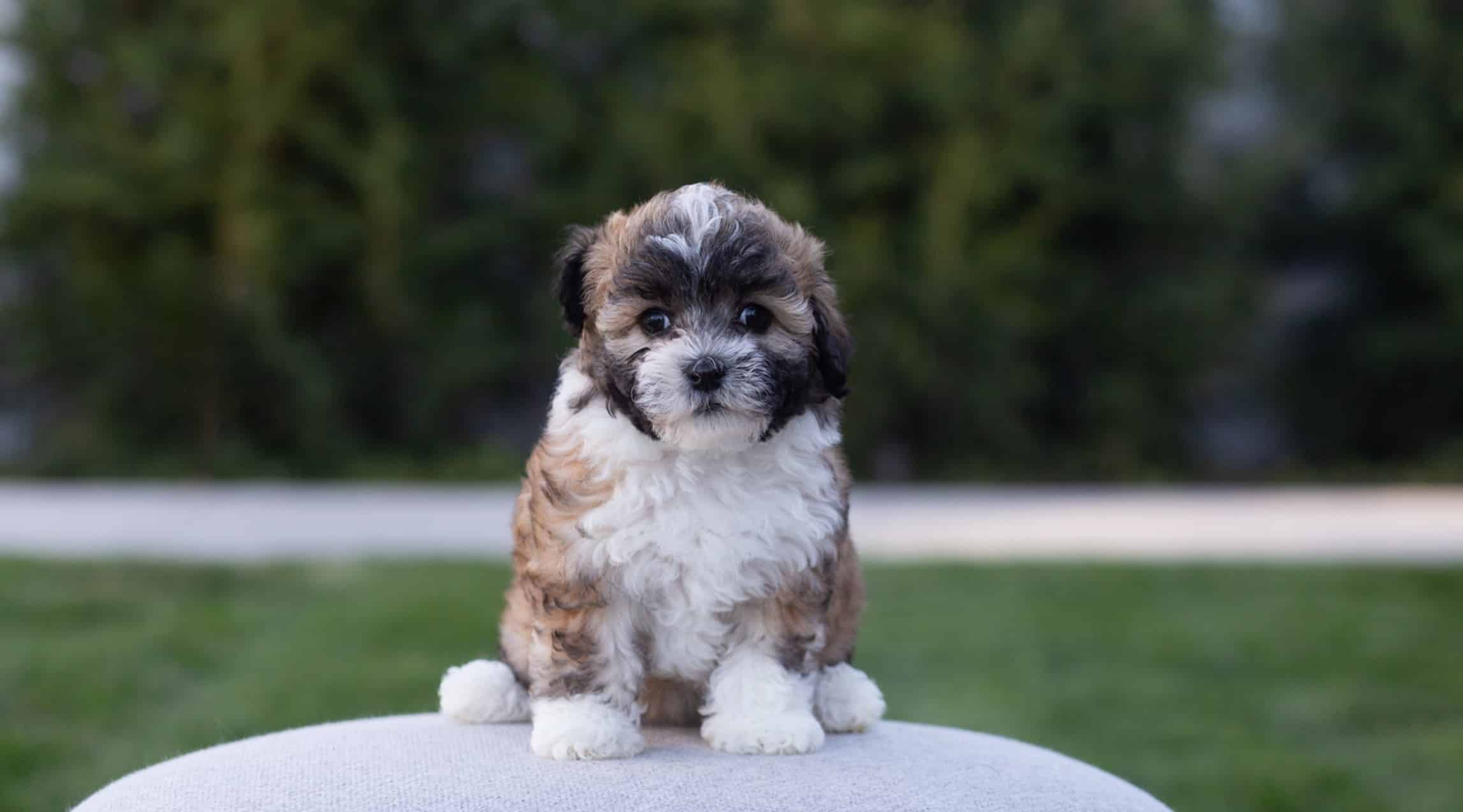 Small brown and white puppy sitting on a light ottoman outdoors