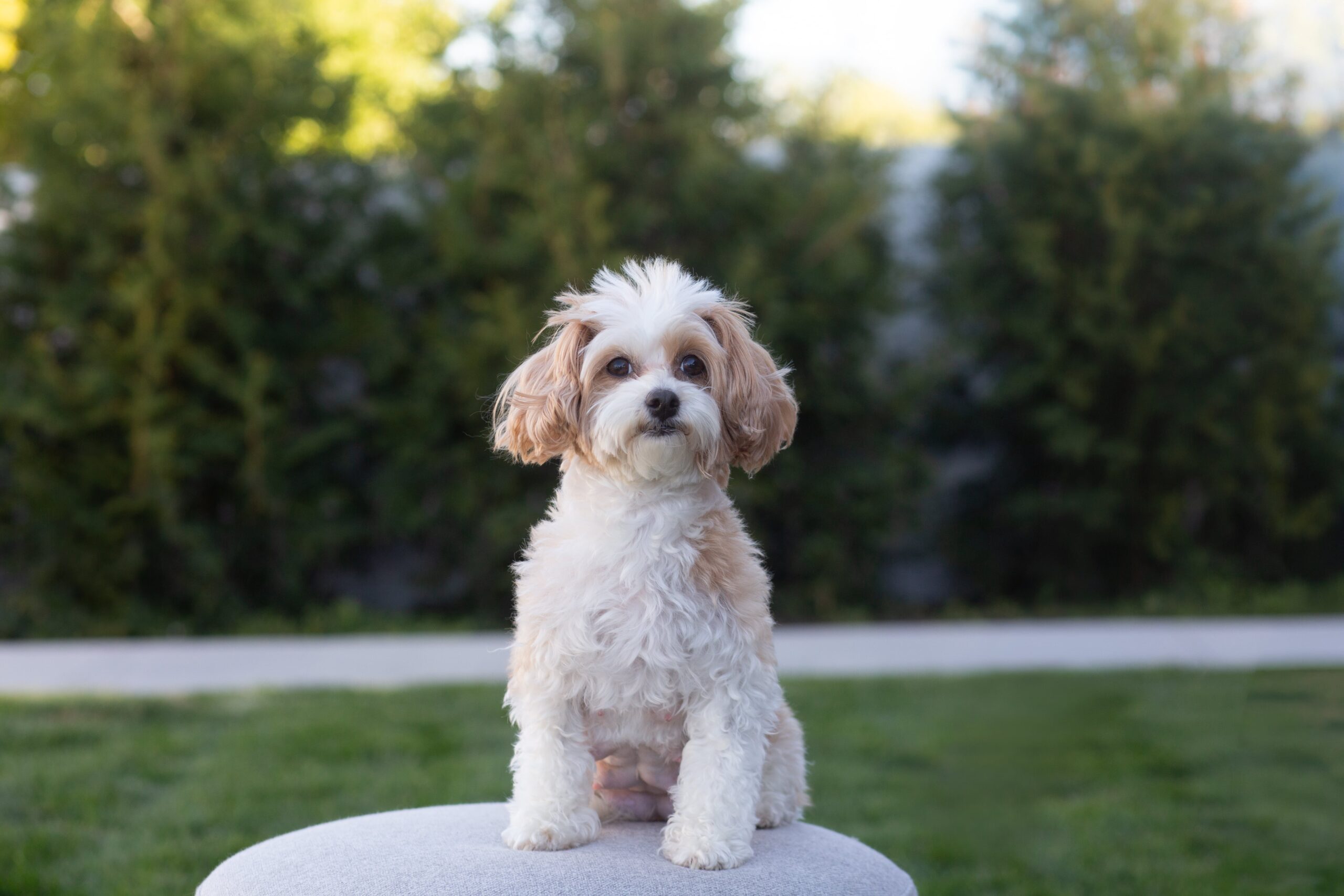 Parent dog from Sage Puppies sitting calmly in South Jordan Utah