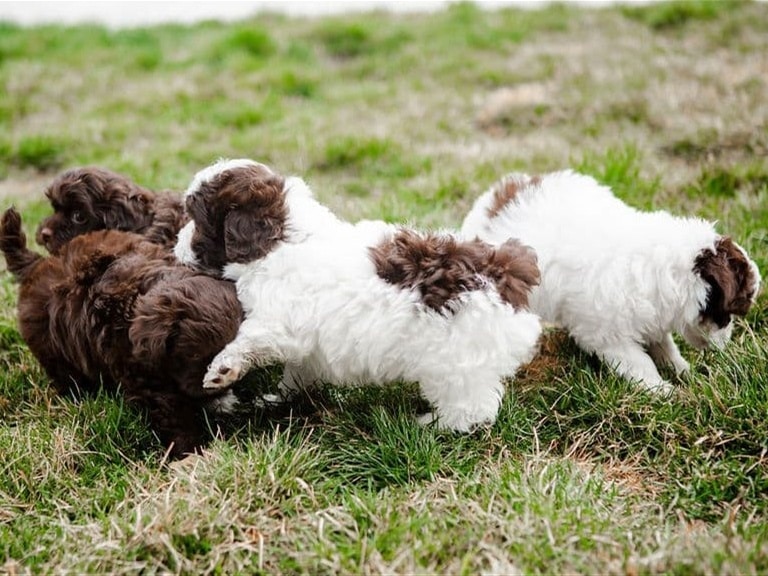 Group of Havanese and Havapoo puppies playing together on grass