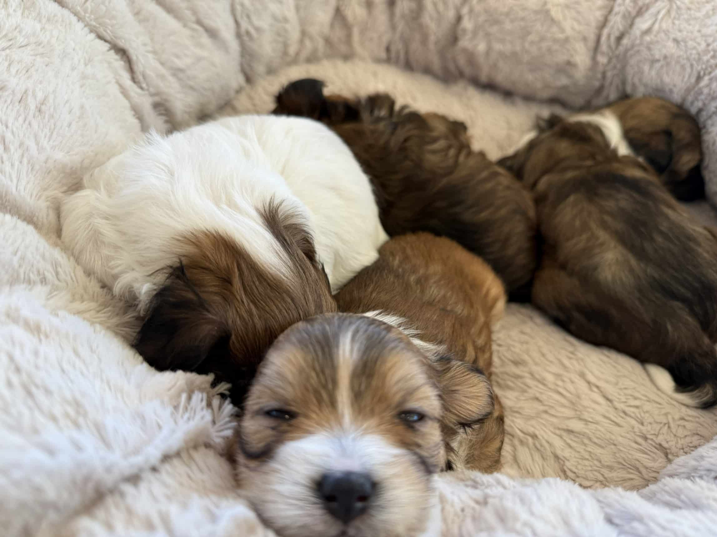 Cavapoo litter resting together Cavapoo puppies resting together in a soft cream nursery bed