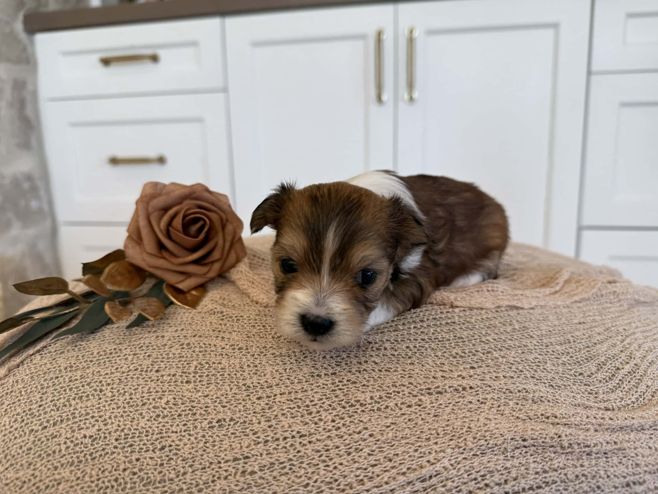 Brown and white Cavapoo puppy reservation photo Brown and white Cavapoo puppy lying on a cream blanket beside a rose