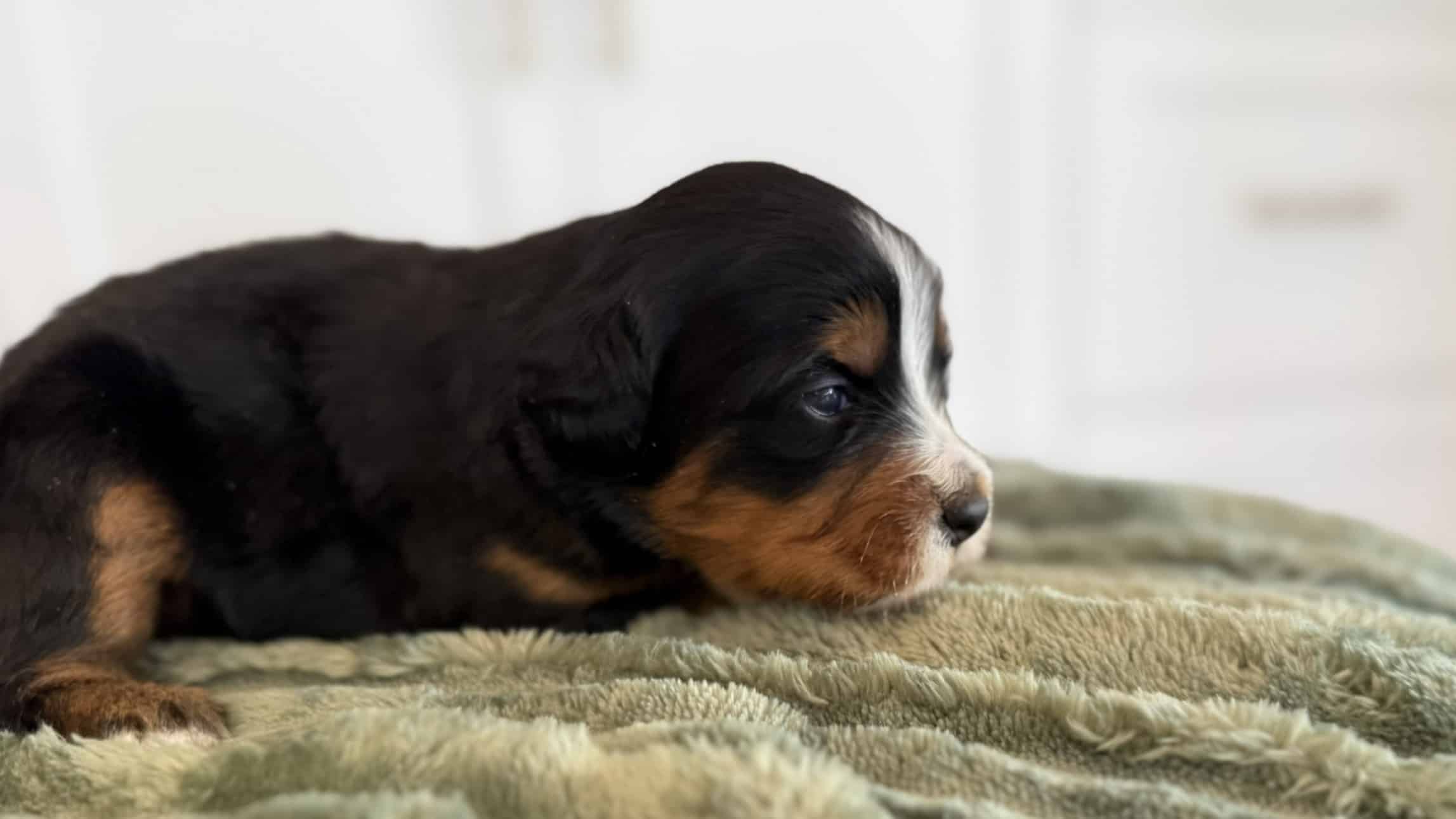 Tri-color Cavapoo puppy portrait Tri-color Cavapoo puppy resting on a sage green blanket