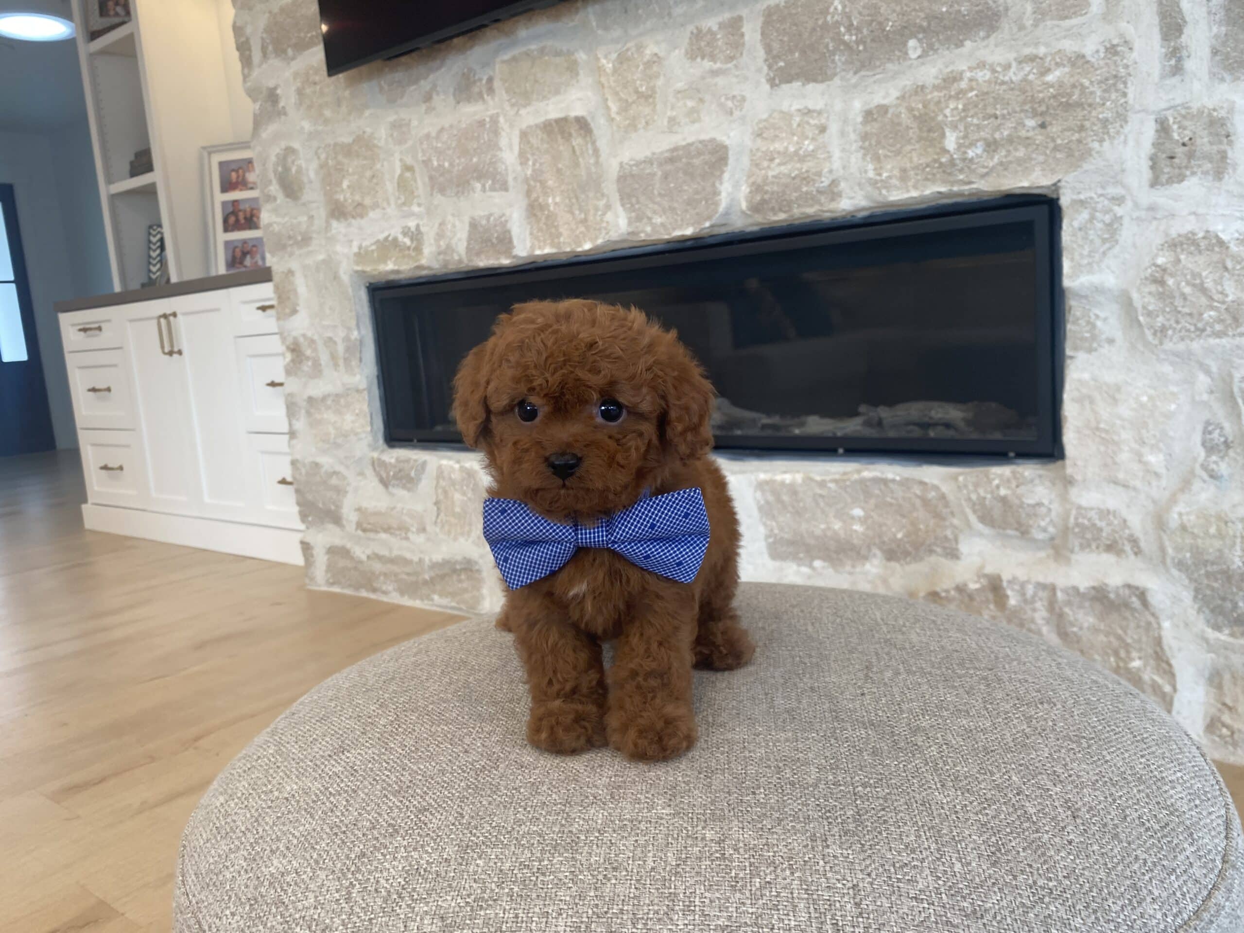 Red Toy Poodle puppy wearing a blue bow tie standing on an ottoman