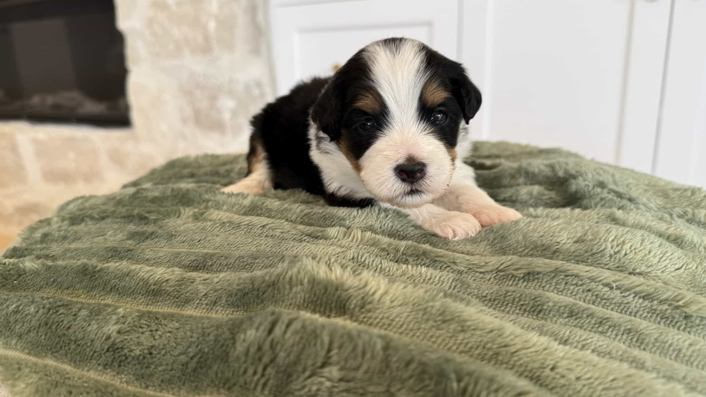 Black and white Cavapoo puppy on sage blanket Black and white Cavapoo puppy resting on a sage green blanket