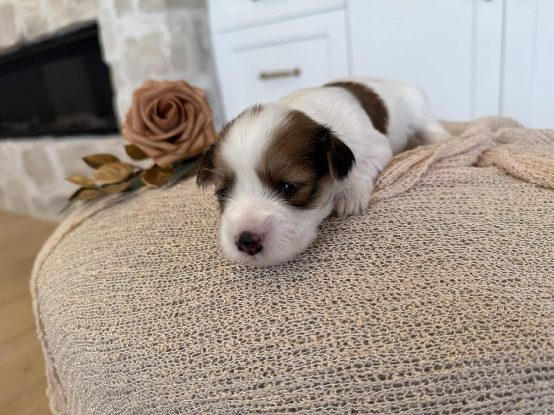 Brown and white Cavapoo puppy on a cream blanket Brown and white Cavapoo puppy resting on a cream knit blanket