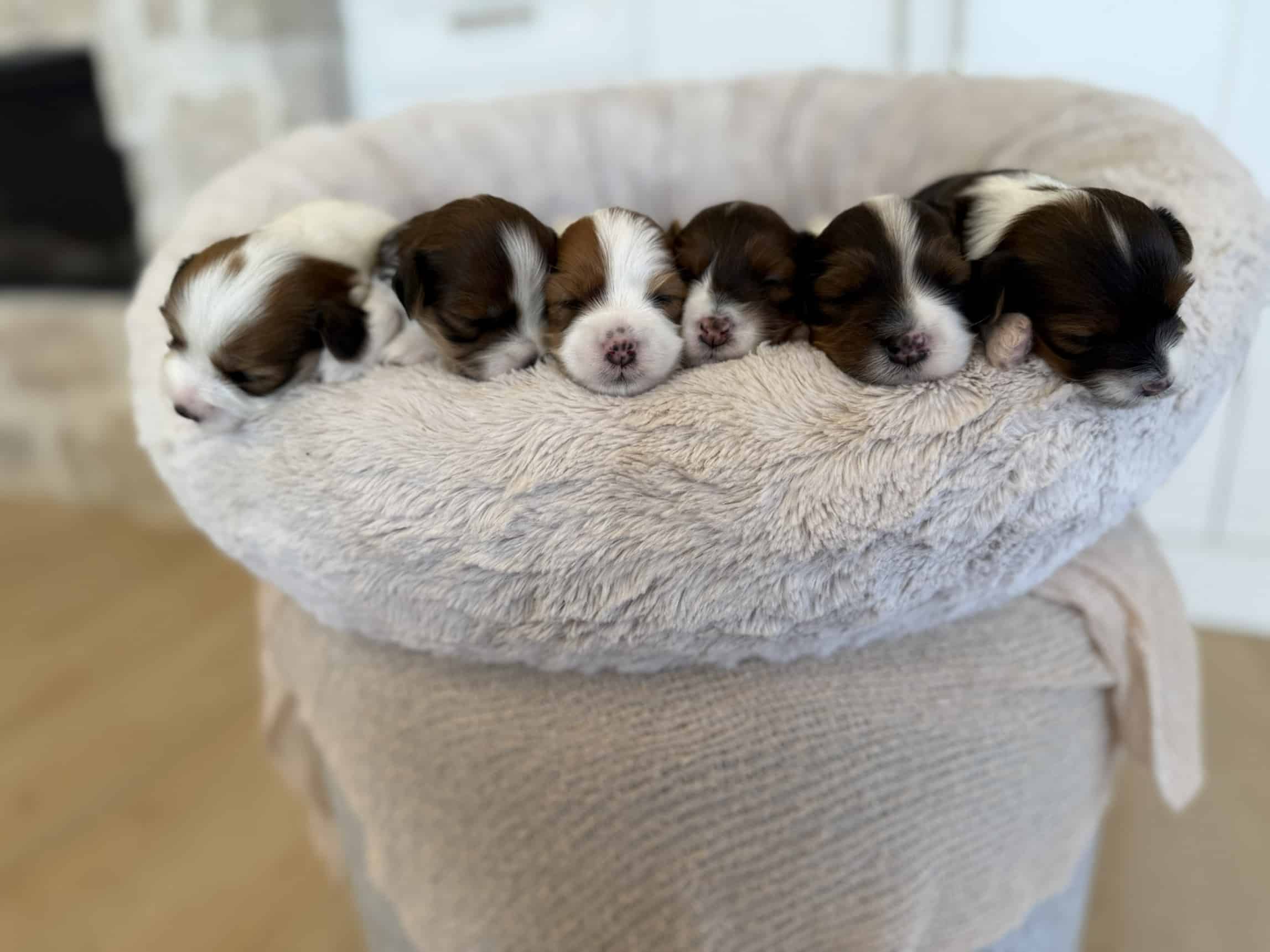 Cavapoo litter puppies in a nursery bed Cavapoo litter puppies resting together in a soft nursery bed