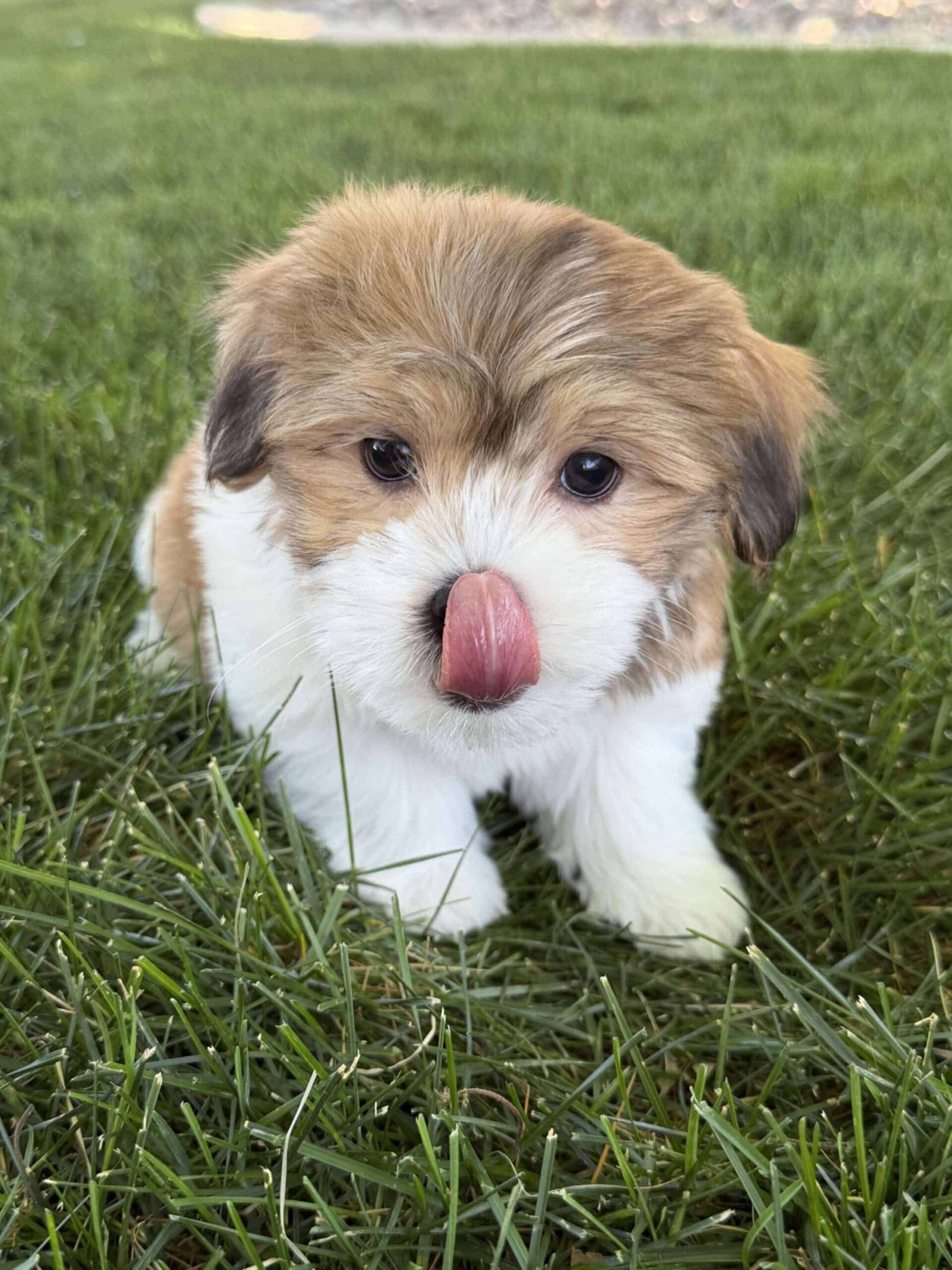 Dewey the male red sable parti Havanese puppy posing for a puppy profile photo