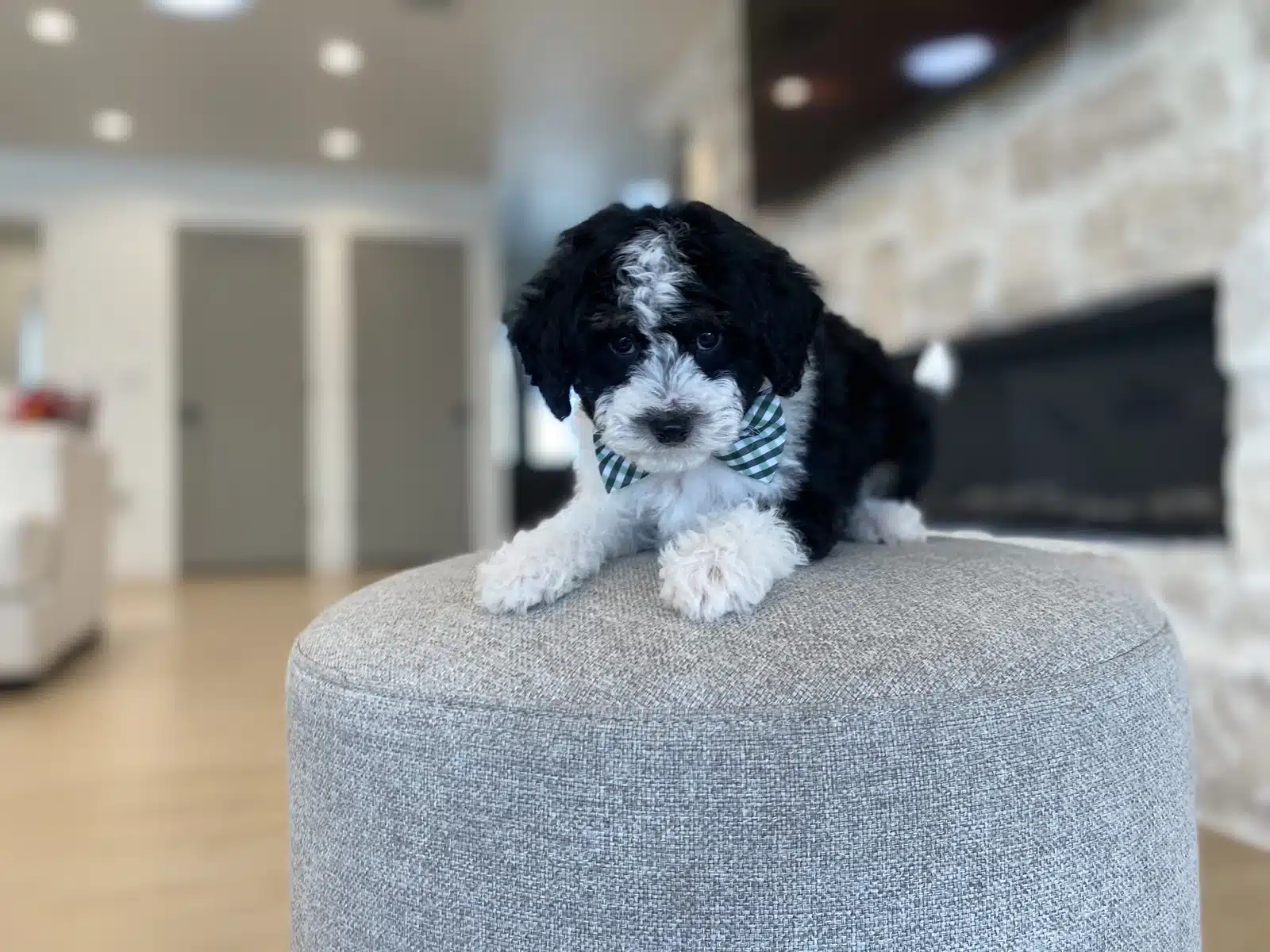 Black and White Puppy Green Bow on a Beige Cushion.