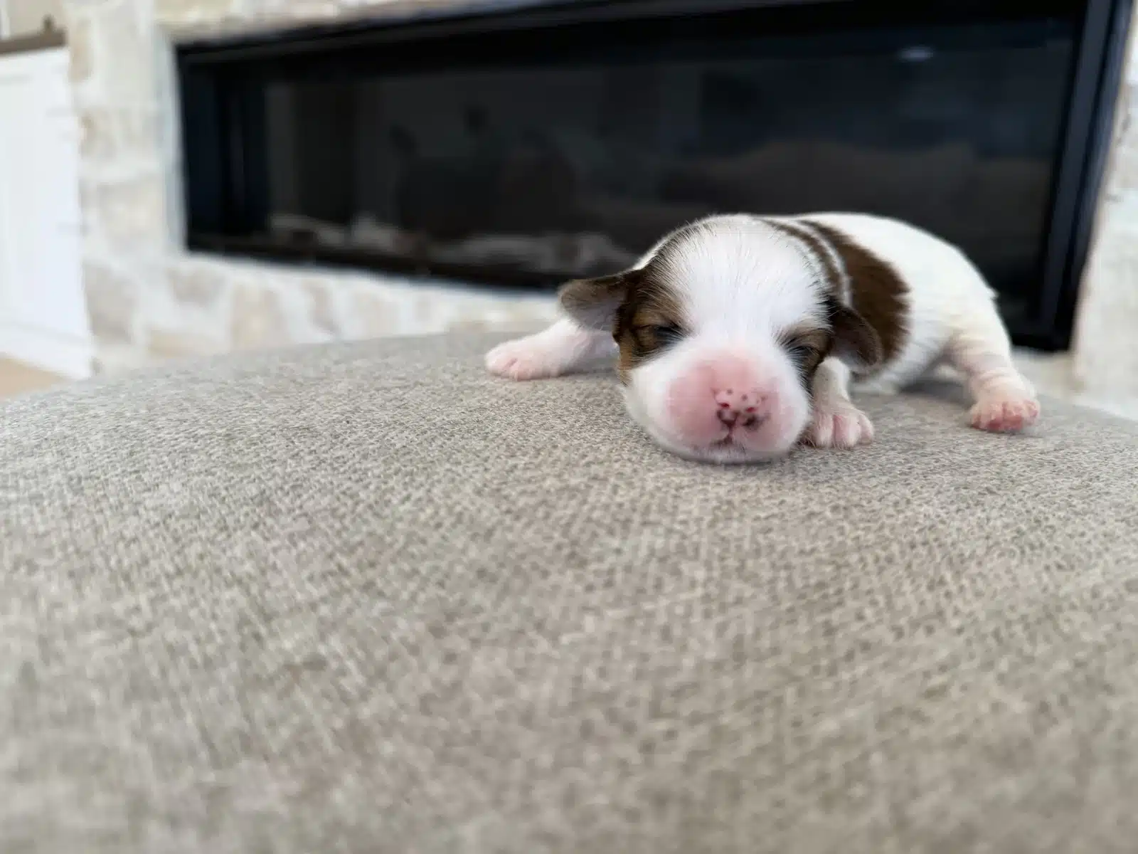 Brown and White Newborn Puppy On Carpet.