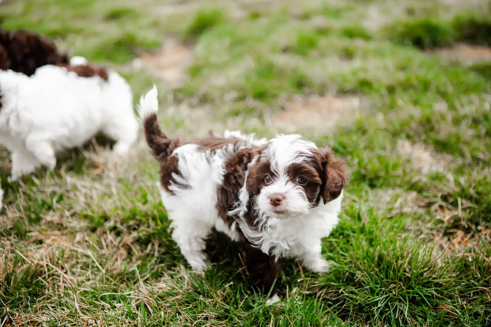 Brown and White Puppy Group On Grass.