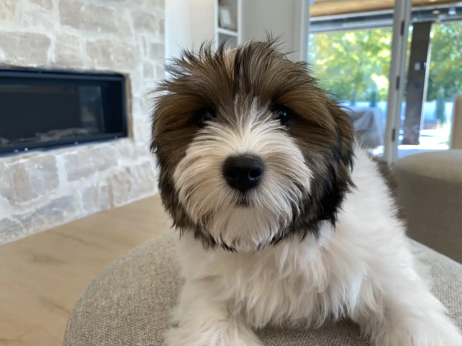 Brown and White Puppy On a Beige Cushion.