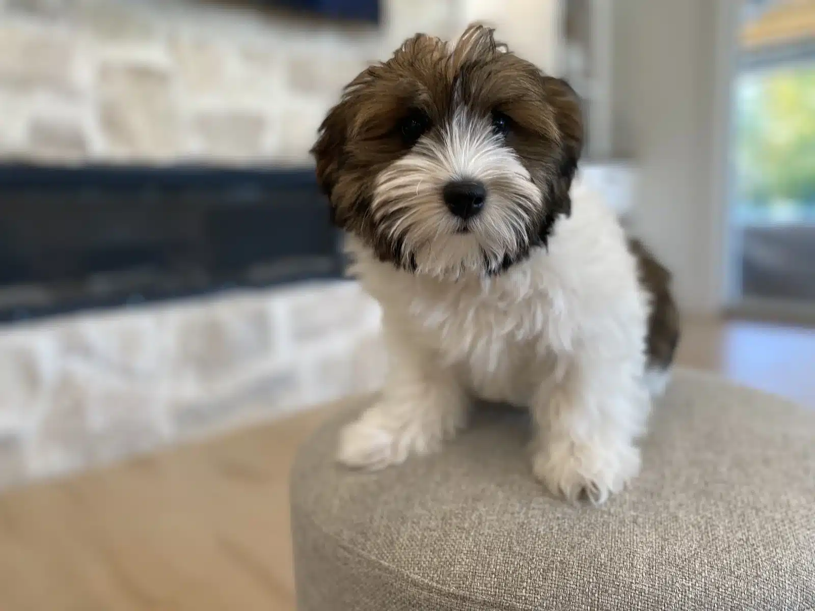 Brown and White Puppy On a Beige Cushion.
