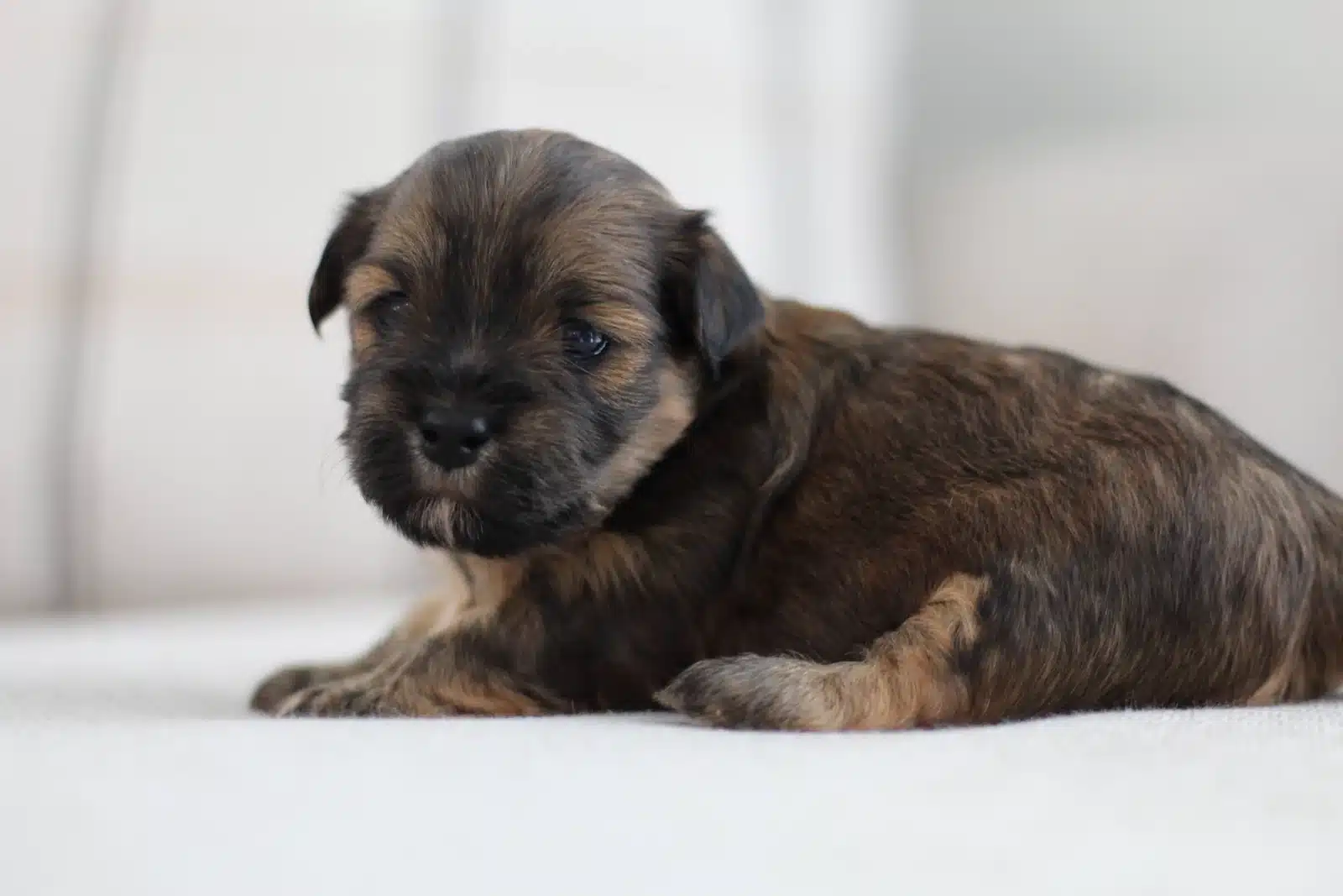 Brown and White Puppy On a Gray Sofa.