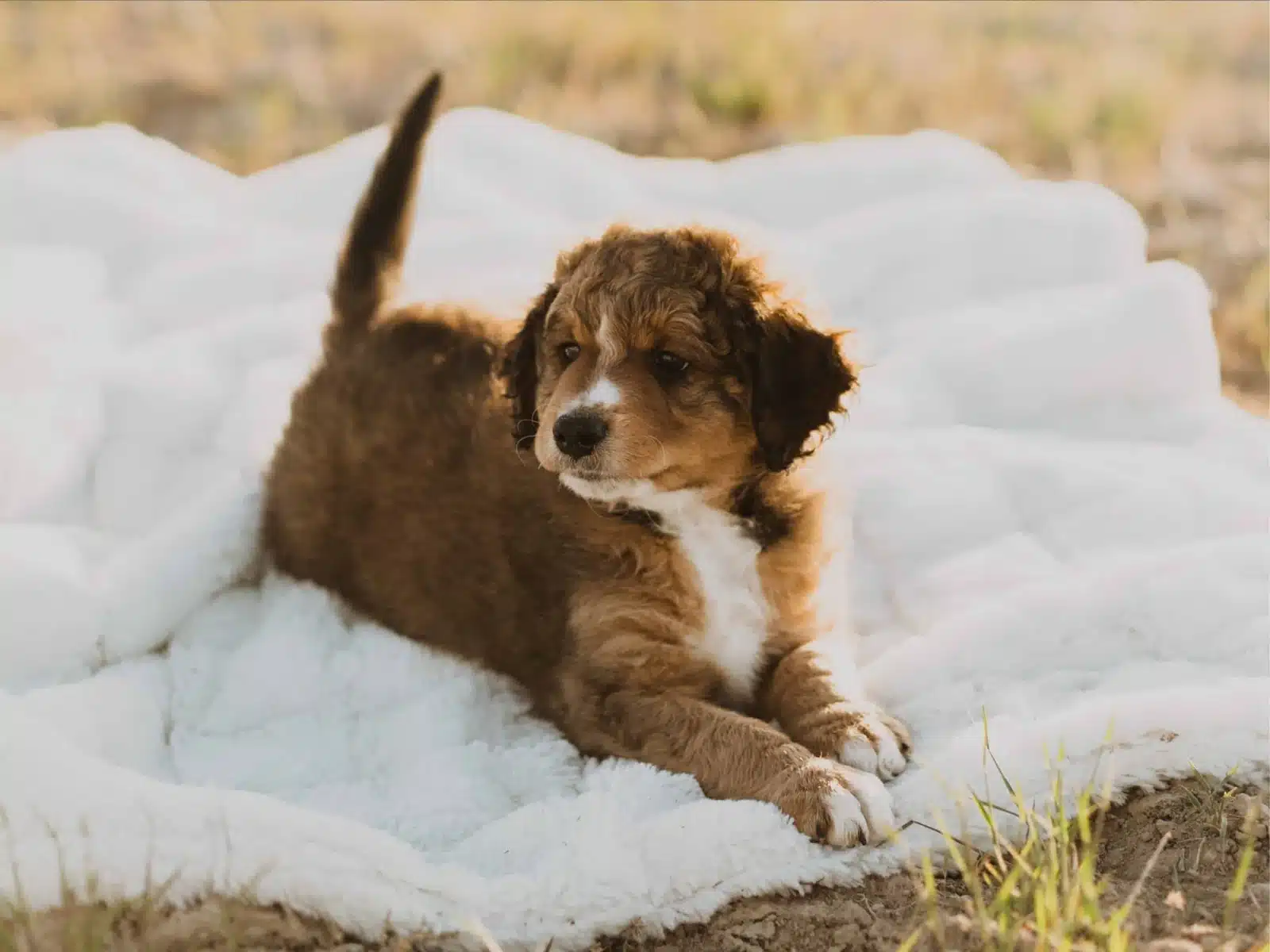 Brown and White Puppy On a White Blanket Outdoors.