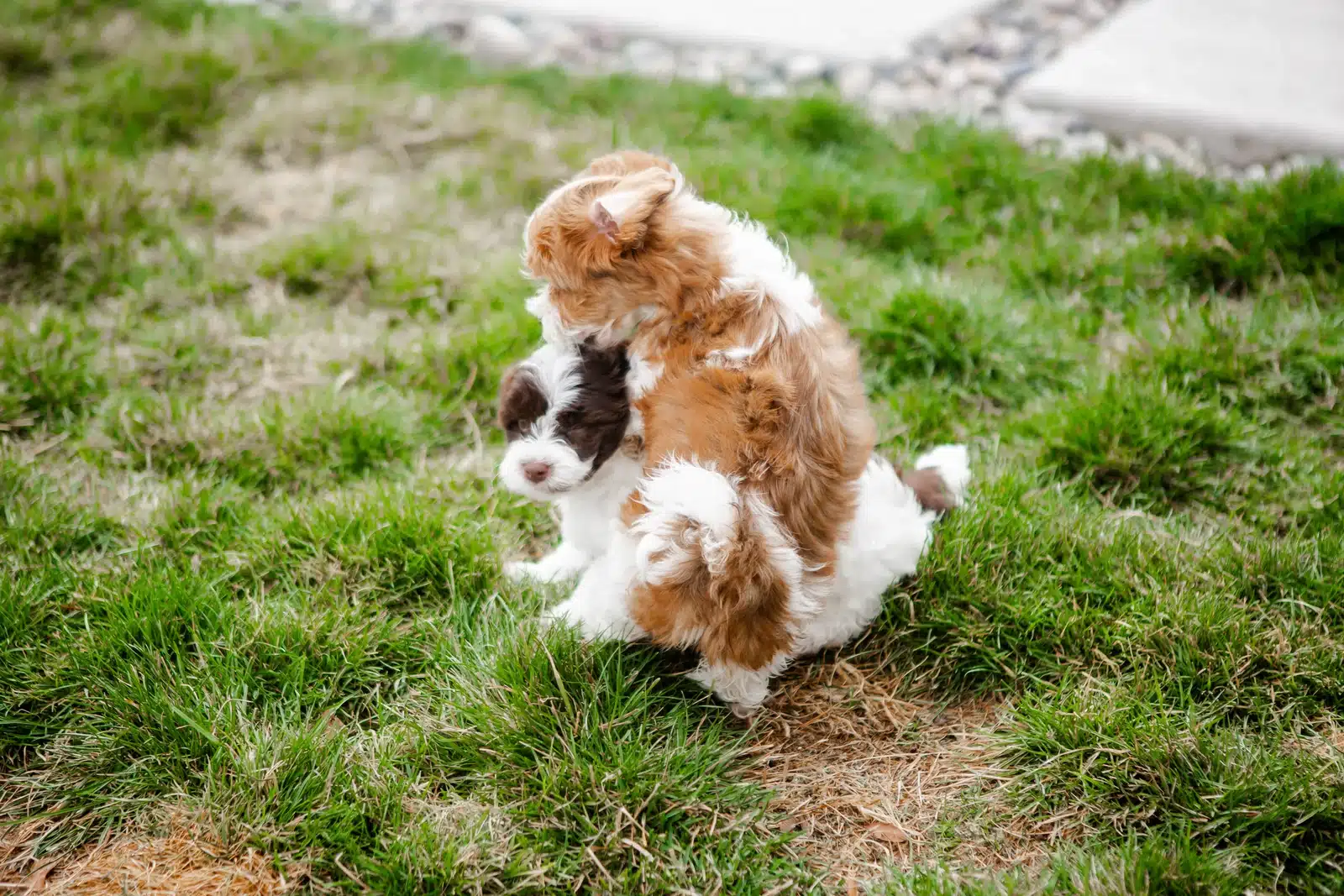 Brown and White Puppy On Grass.