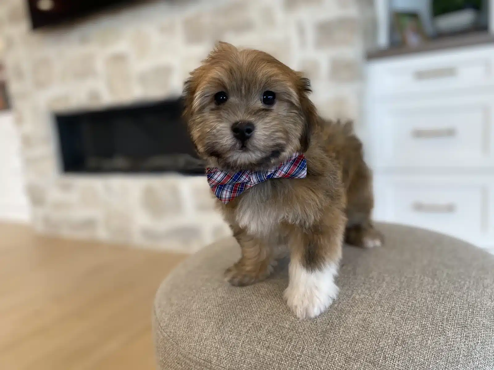 Brown and White Puppy Plaid Bow on a Beige Cushion.