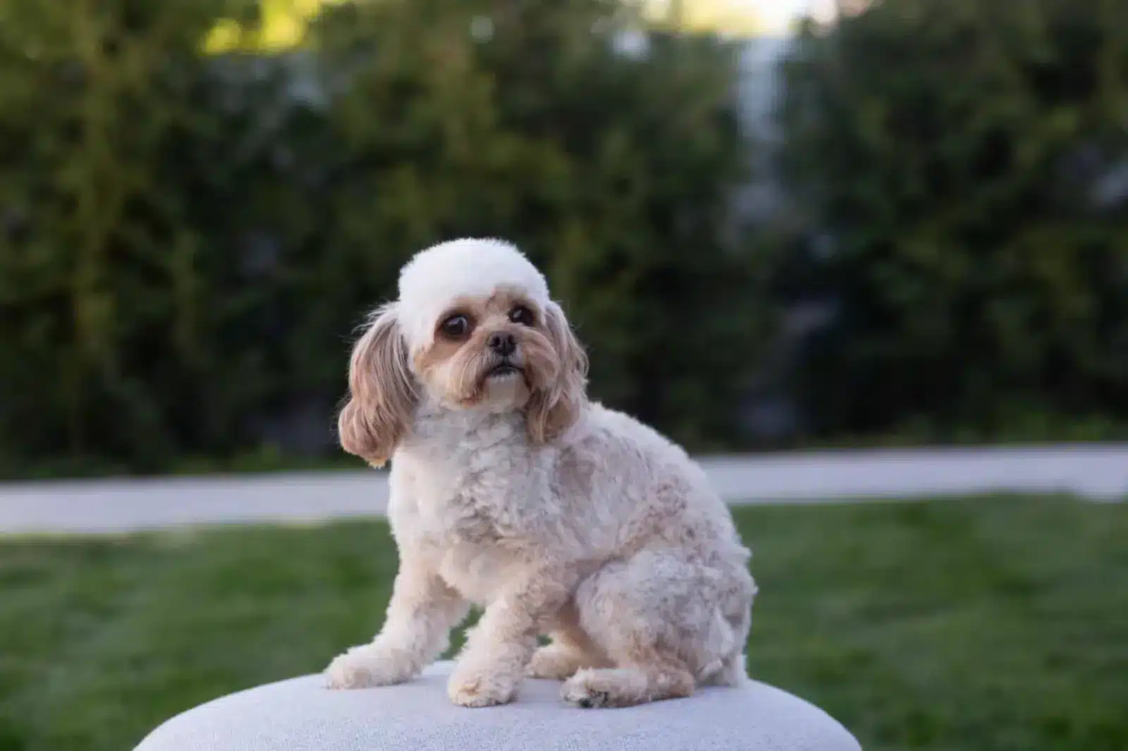 White and tan adult Cavapoo sitting on a white cushion outdoors