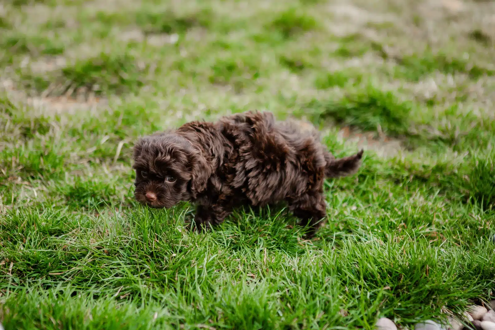 Chocolate Puppy On Grass.