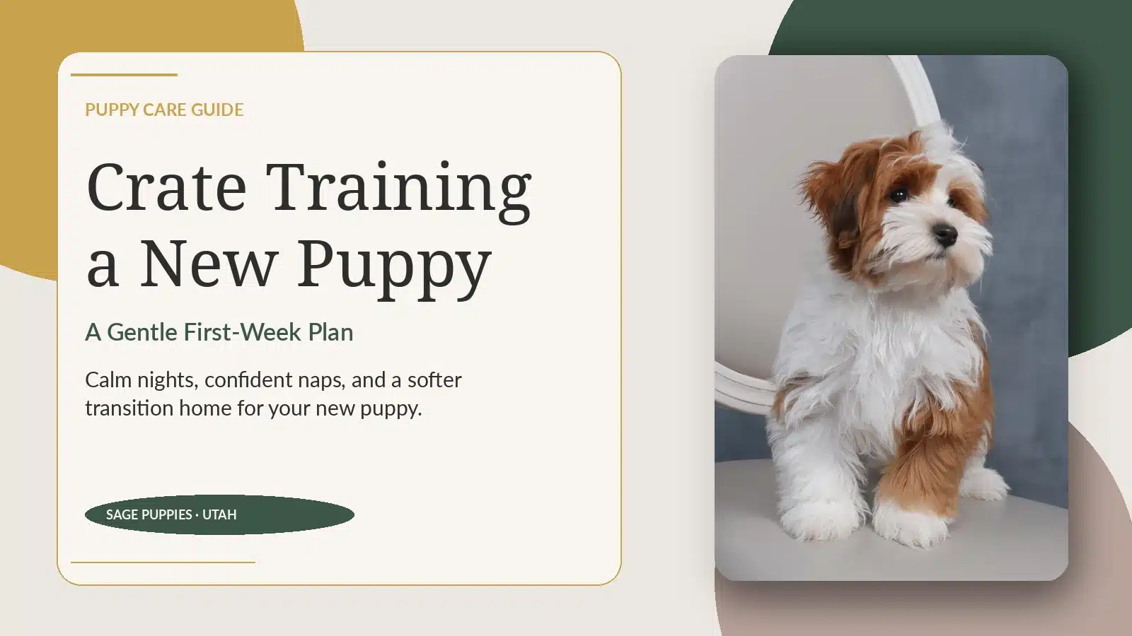 Havapoo puppy sitting calmly for a crate training guide from Sage Puppies