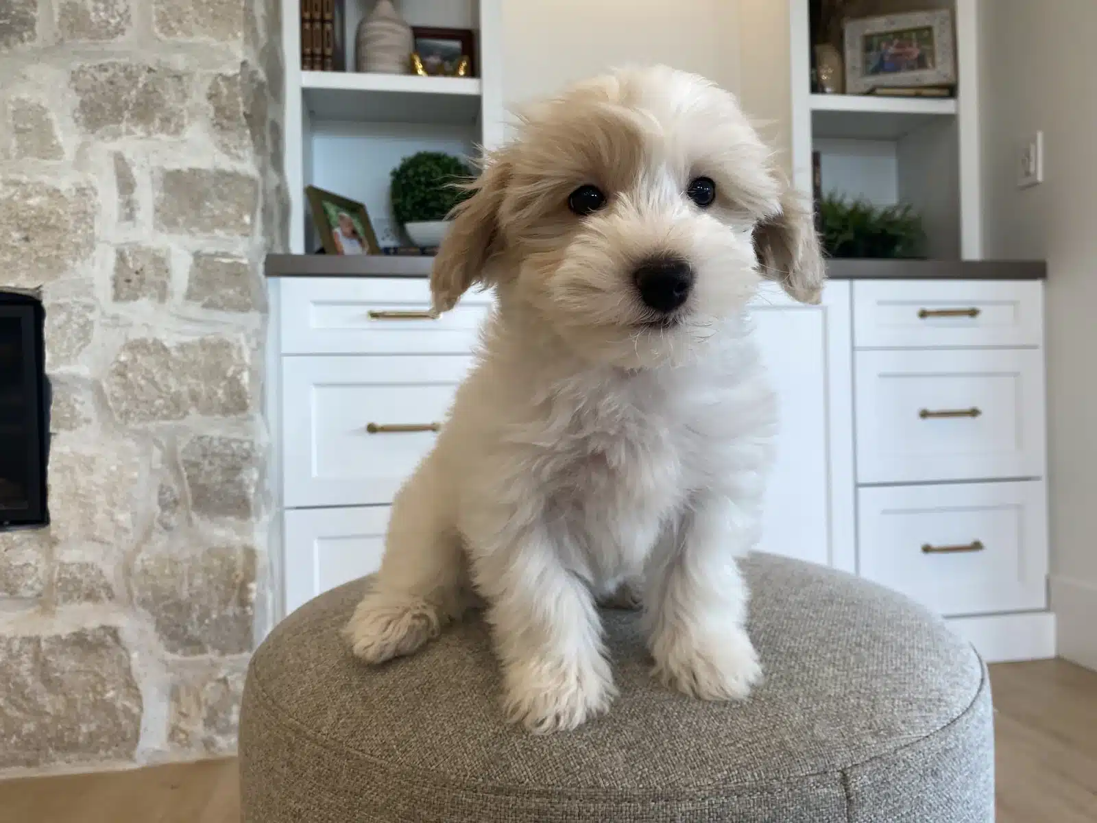 Cream Puppy On a Beige Cushion.