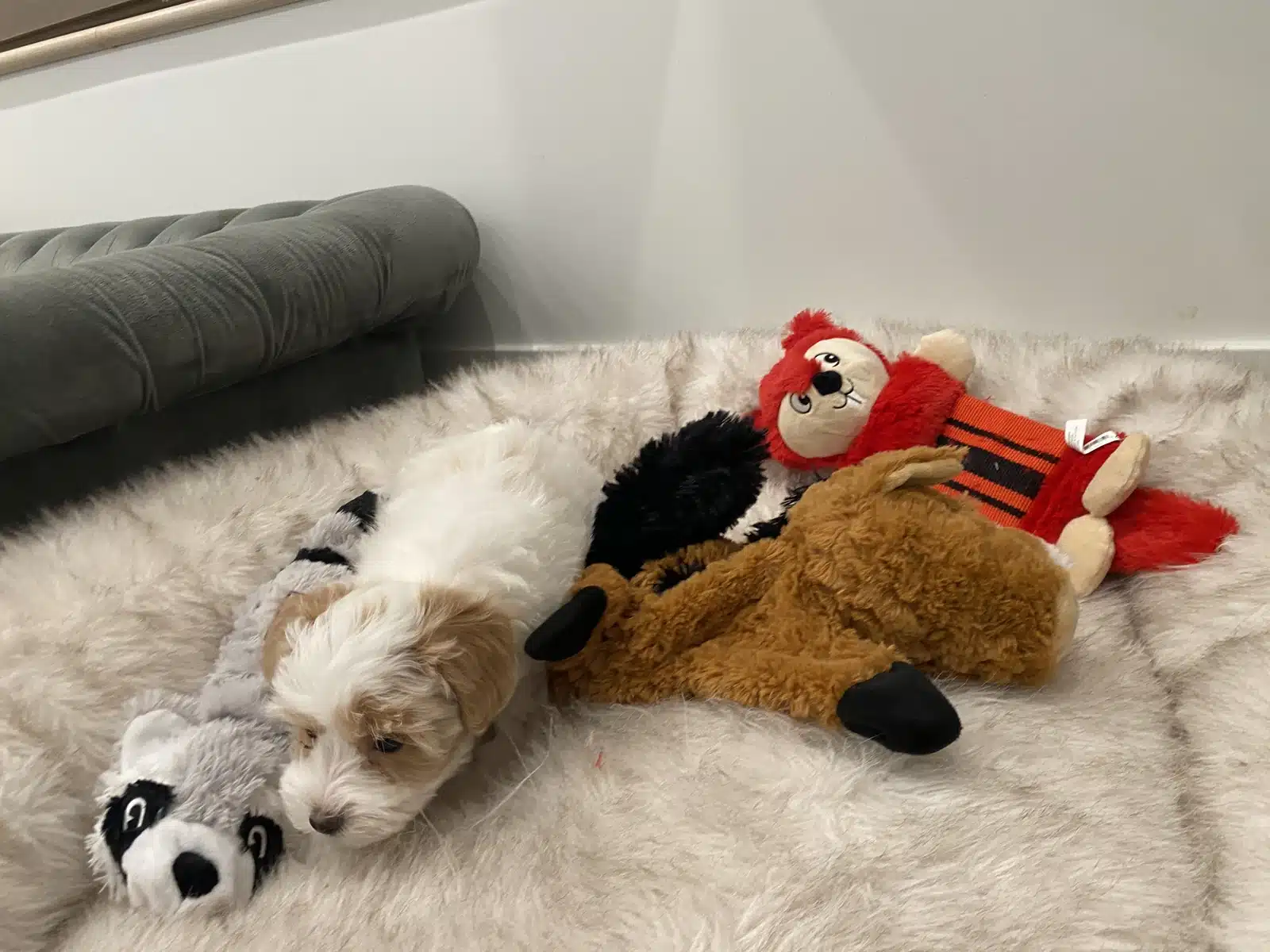 Cream Puppy With Plush Toys.