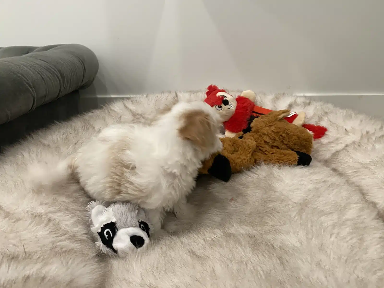 Cream Puppy With Plush Toys.