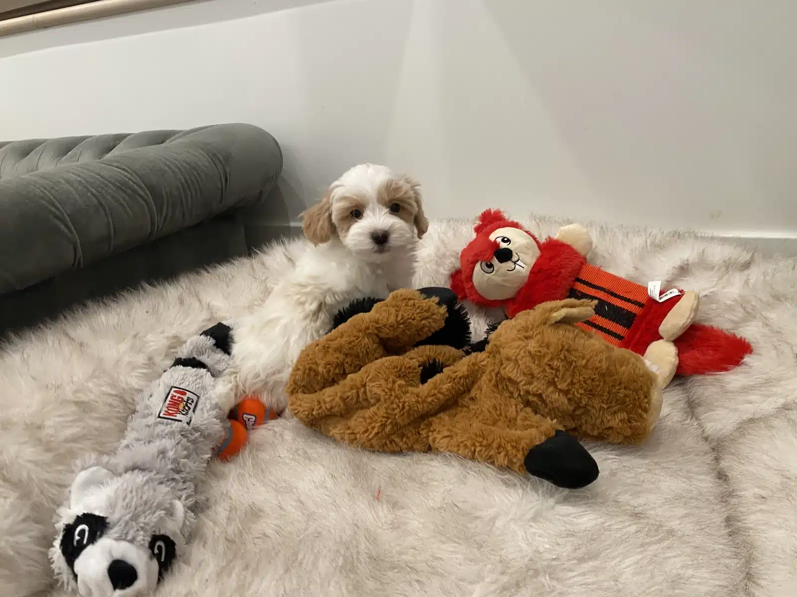 Cream Puppy With Plush Toys.