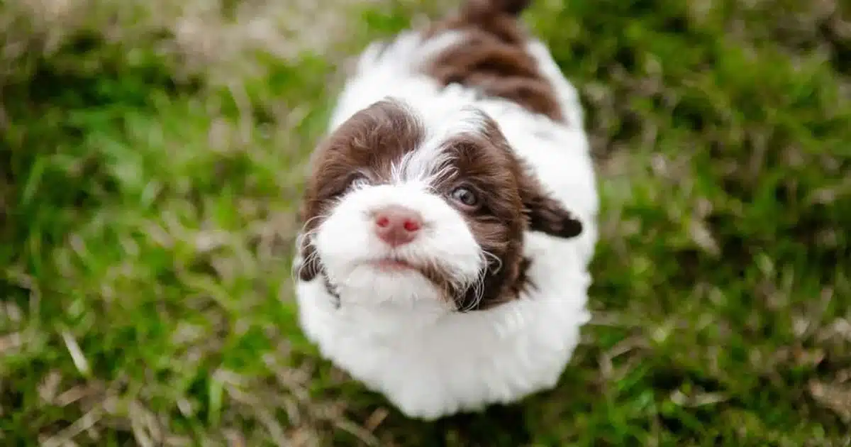 Brown and white puppy looking up during puppy travel preparation