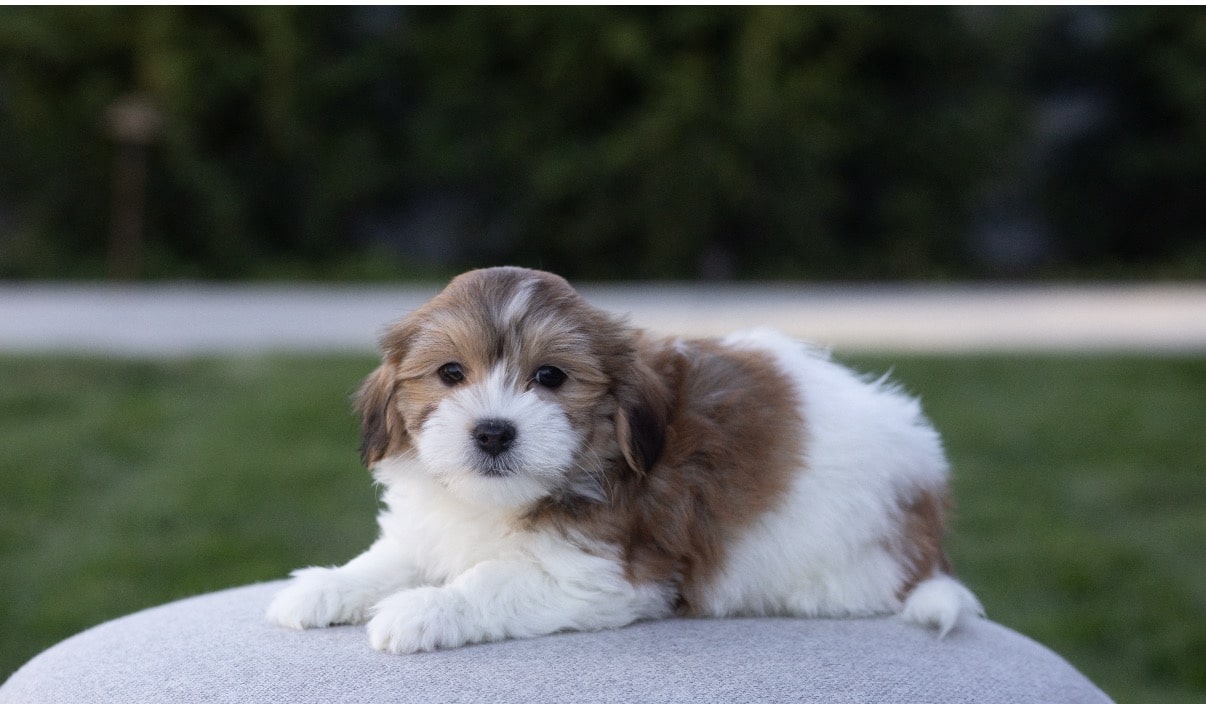 Dewey the male red sable parti Havanese puppy at Sage Puppies