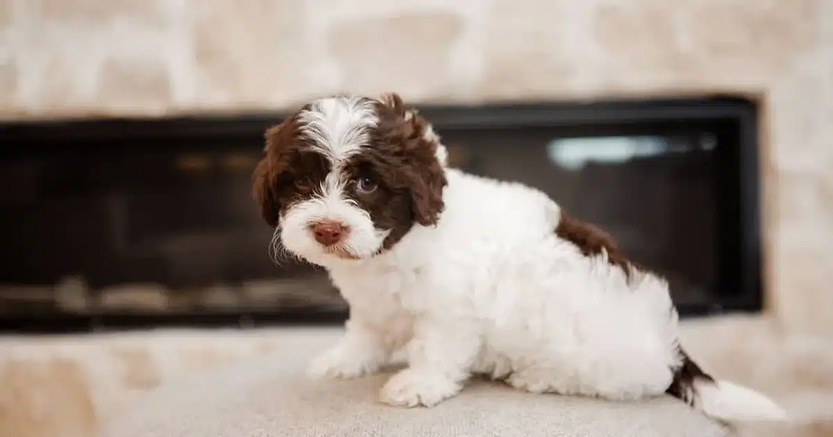 Brown and white puppy sitting indoors for delivered puppy home preparation