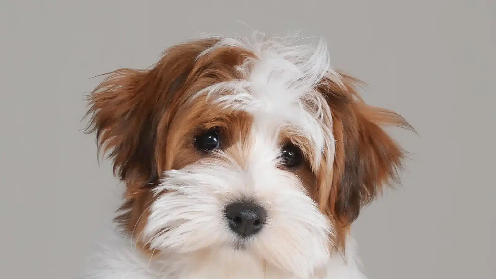 Red and white Havapoo puppy with a soft fluffy coat
