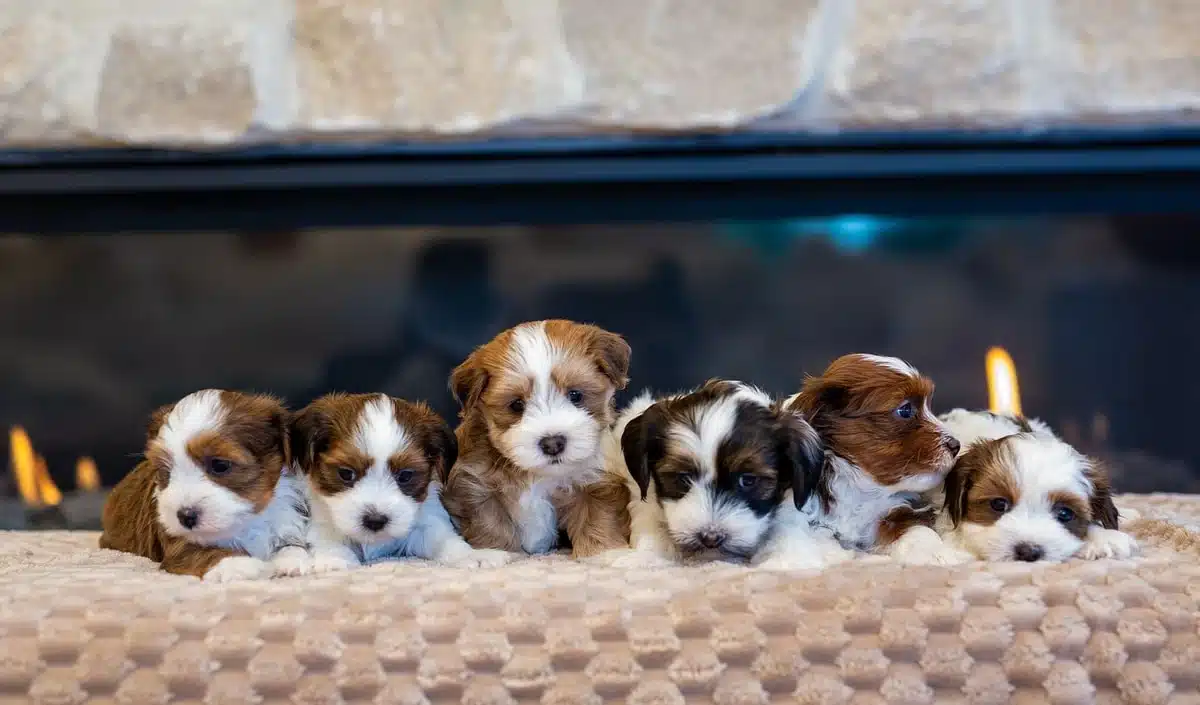 Puppy Group Lined Up by a Fireplace.