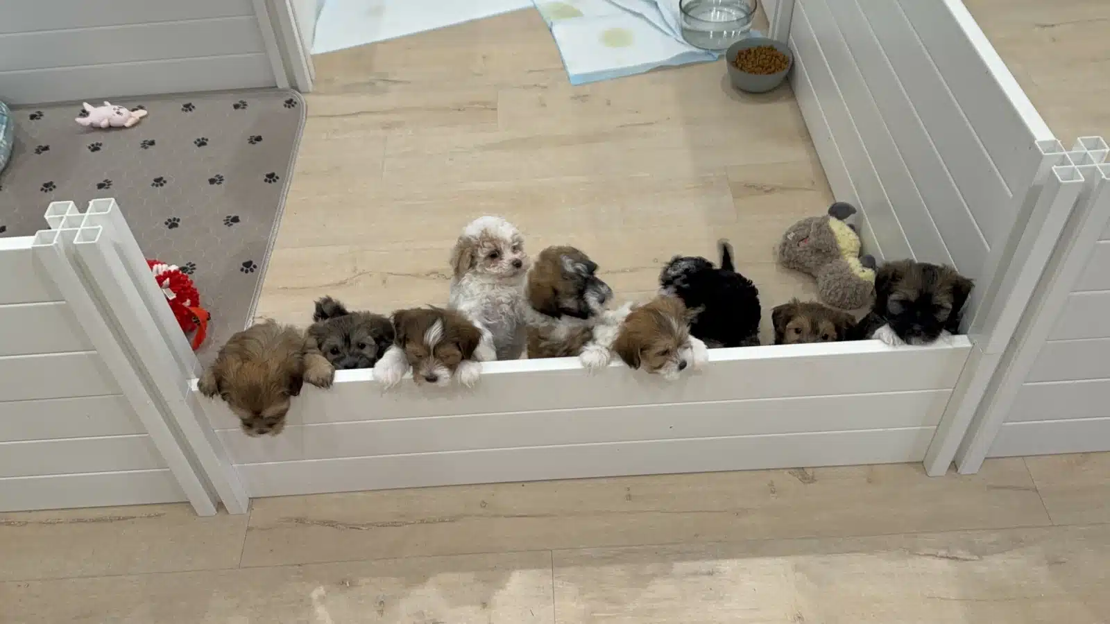 Puppy Litter Inside a Nursery Pen.
